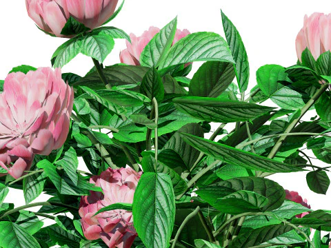 Pink Peony Trio 3D Model