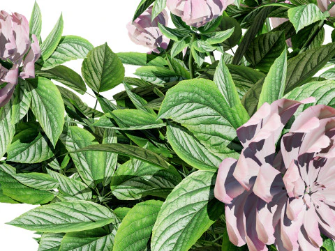 Pink Peony Trio 3D Model