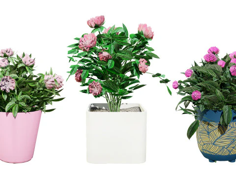 Pink Peony Trio 3D Model