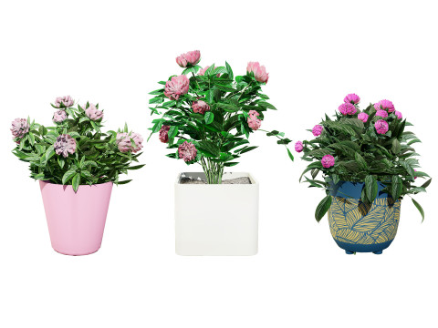 Pink Peony Trio Model 3D