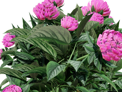 Pink Peony Trio Model 3D