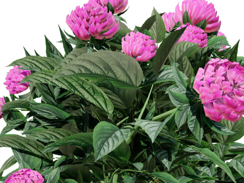 Pink Peony Trio 3D Model