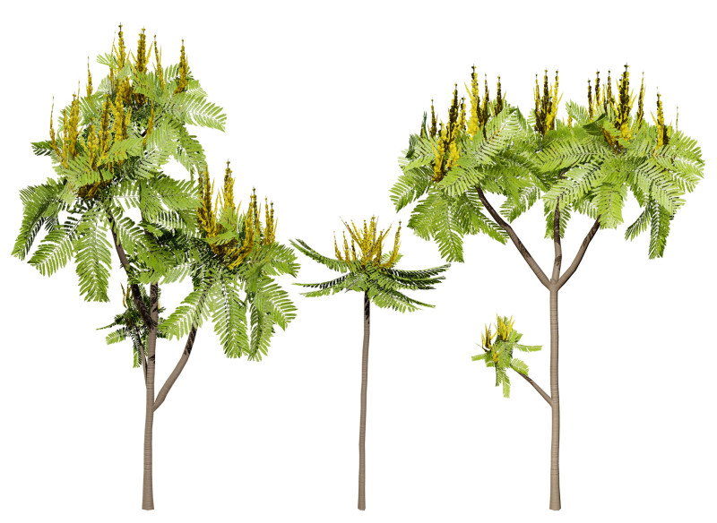 Brazilian Firetree 3D Model .c4d .max .obj .3ds .fbx .stl .blend