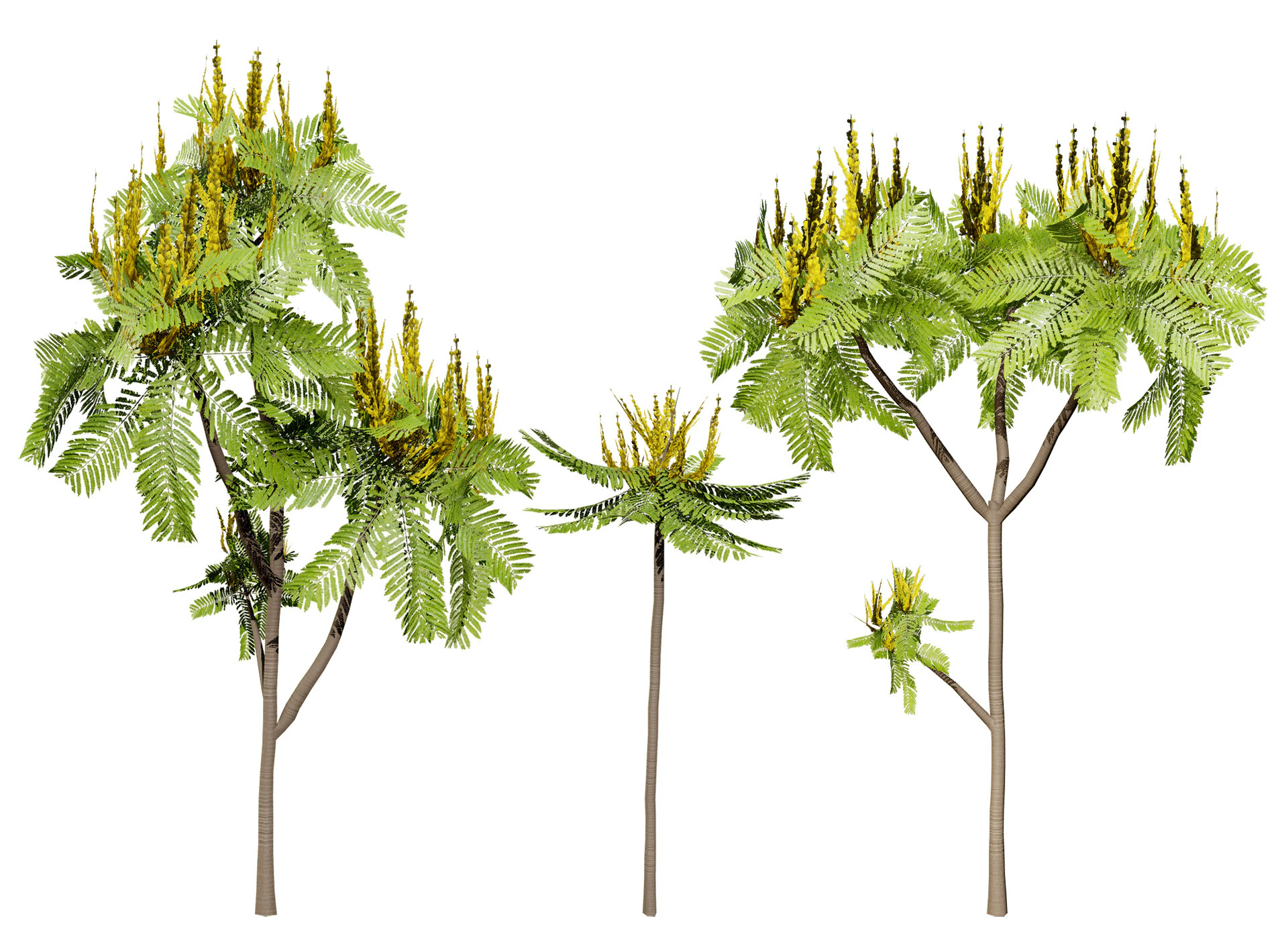Brazilian Firetree 3D Model .c4d .max .obj .3ds .fbx .stl .blend 