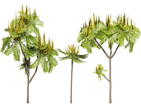 Brazilian Firetree Modello 3D