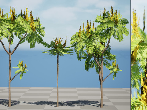 Brazilian Firetree 3D Model