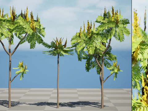 Brazilian Firetree 3D Model