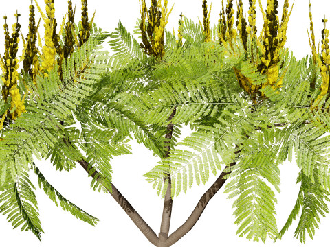 Brazilian Firetree 3D Model