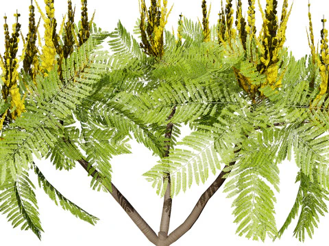 Brazilian Firetree 3D Model