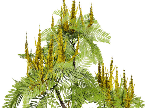 Brazilian Firetree 3D Model