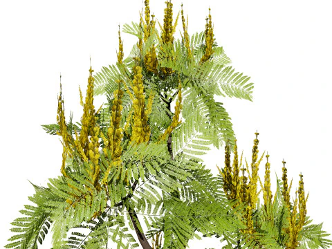 Brazilian Firetree 3D Model