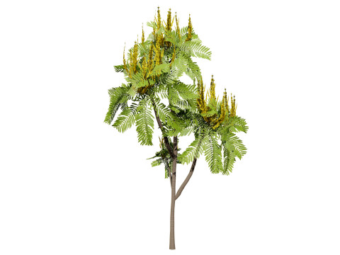 Brazilian Firetree 3D Model