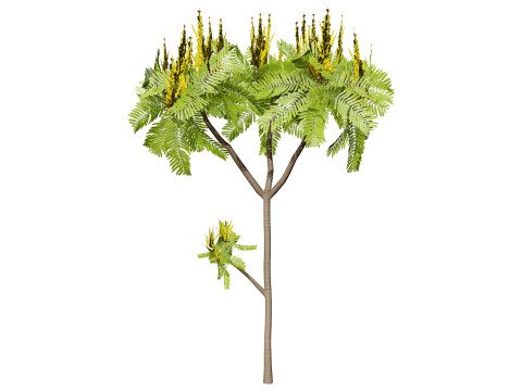 Brazilian Firetree 3D Model