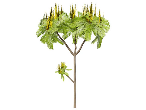 Brazilian Firetree 3D Model
