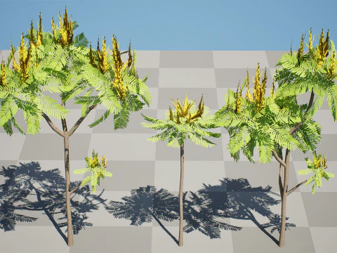 Brazilian Firetree 3D Model