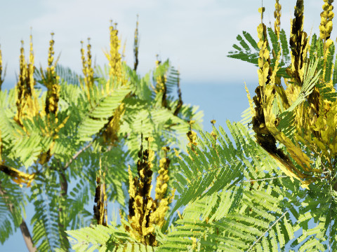 Brazilian Firetree 3D Model