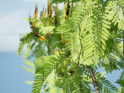 Brazilian Firetree 3D Model