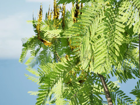 Brazilian Firetree 3D Model
