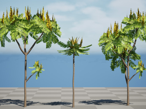 Brazilian Firetree 3D Model