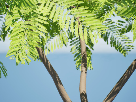 Brazilian Firetree 3D Model