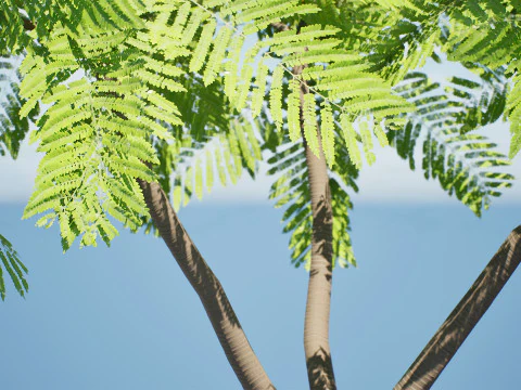 Brazilian Firetree 3D Model