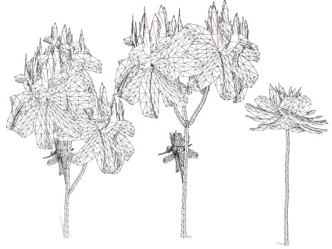 Brazilian Firetree 3D Model
