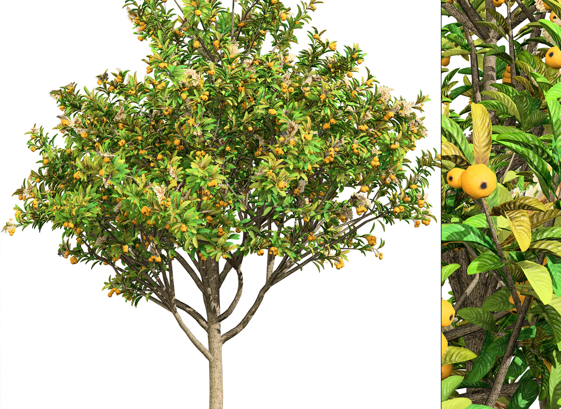Loquat Tree 3D Model .c4d .max .obj .3ds .fbx .stl .blend 