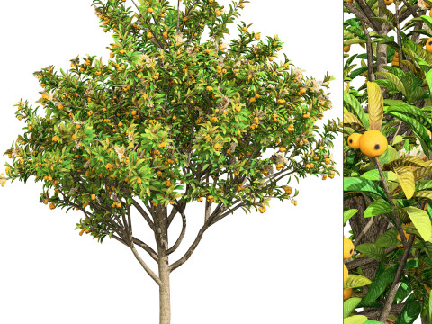 Loquat Tree Modello 3D
