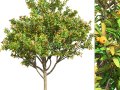 Loquat Tree Modelo 3D