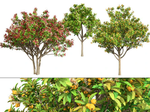 Loquat Tree 3D Model