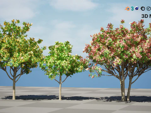 Loquat Tree 3D Model