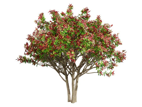 Loquat Tree 3D Model