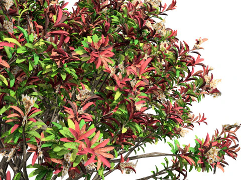 Loquat Tree 3D Model