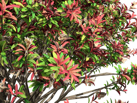 Loquat Tree 3D Model