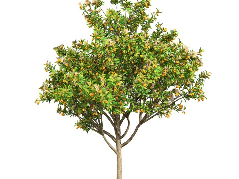 Loquat Tree 3D Model