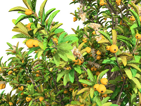 Loquat Tree 3D Model