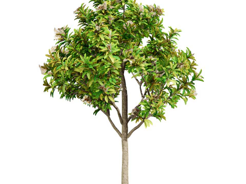 Loquat Tree 3D Model