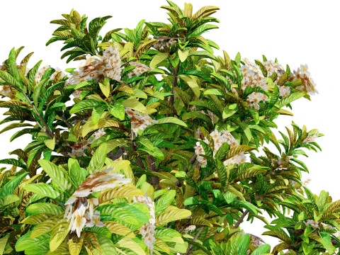 Loquat Tree 3D Model