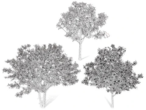 Loquat Tree 3D Model