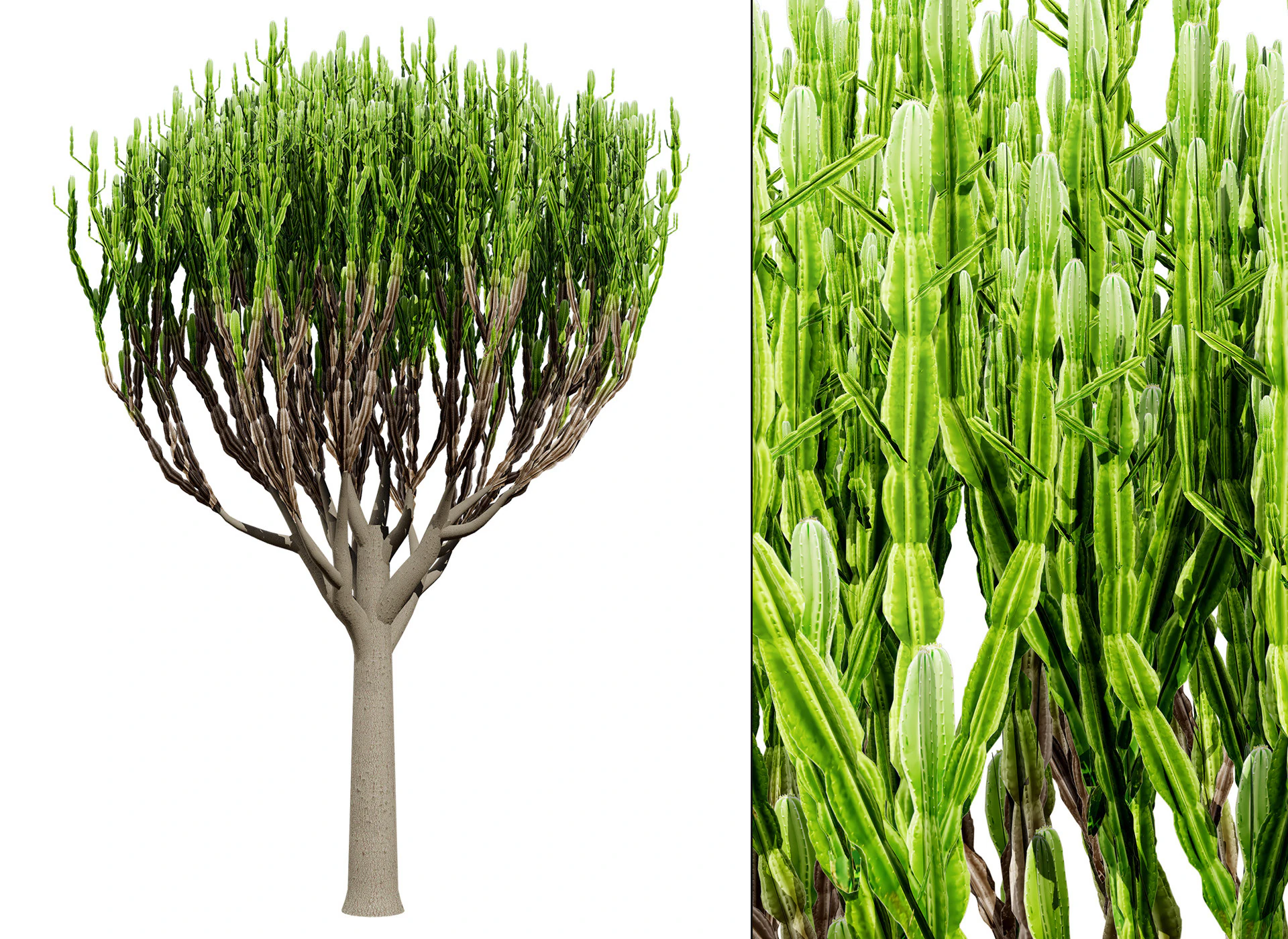 Euphorbia ingens 3D Model .c4d .max .obj .3ds .fbx .stl .blend 