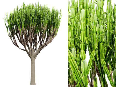 Euphorbia ingens Modello 3D