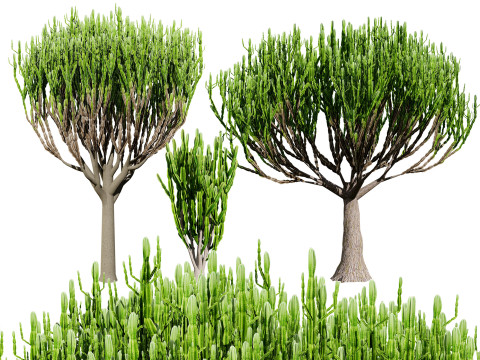 Euphorbia ingens Model 3D