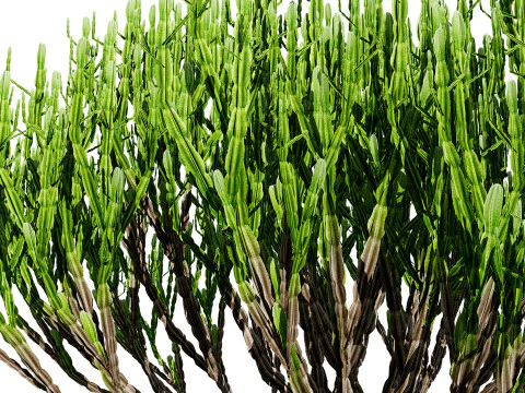 Euphorbia ingens 3D Model