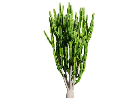 Euphorbia ingens Model 3D