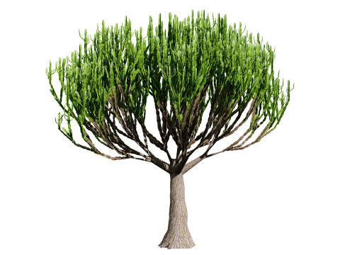 Euphorbia ingens Model 3D