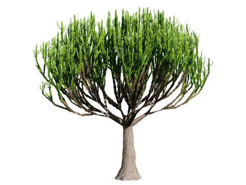Euphorbia ingens 3D Model