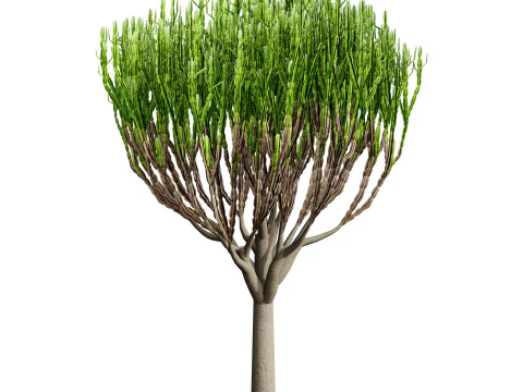 Euphorbia ingens 3D Model