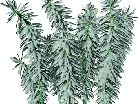 Gopher Spurge 3D Модель