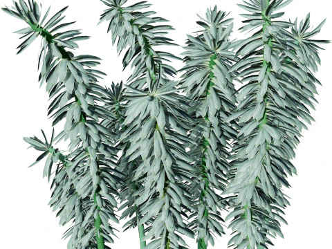 Gopher Spurge 3D Model