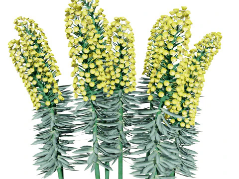 Gopher Spurge 3D Model